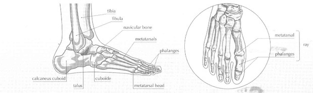 HALLUX VALGUS, косточки, шишки на ногах, молоткообразная деформация пальцев, натоптыши, мозоли на ноге